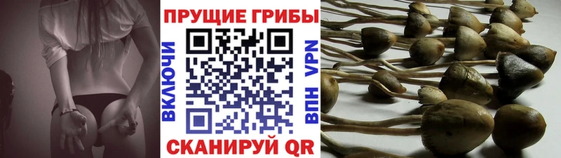 хочу наркоту  blacksprut   Псилоцибиновые грибы прущие грибы  Заозёрный 